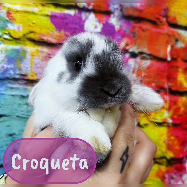 Croqueta, conejo presentado por Leo Canin para encontrar una familia